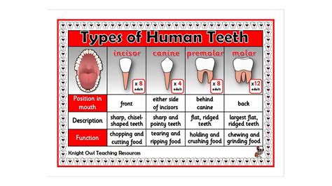 Types of Teeth Poster