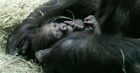 Kansas College Helps Name Fort Worth Zoo Gorilla - CBS Texas