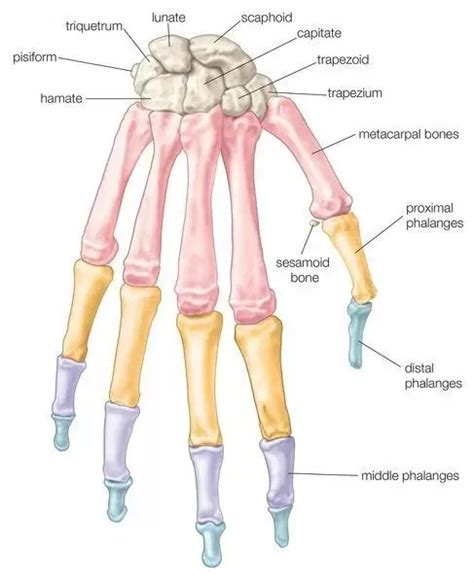 Prints of Bones of the hand | Human bones, Hand anatomy, Human