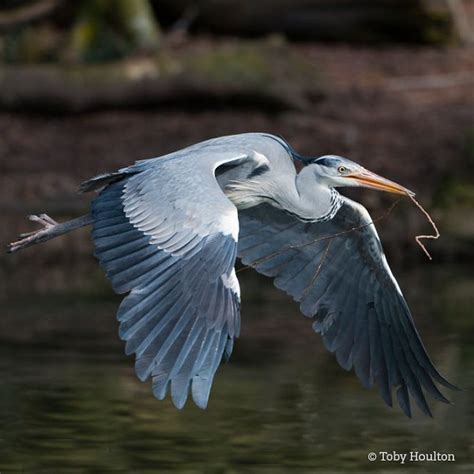 Grey heron | Sussex Wildlife Trust