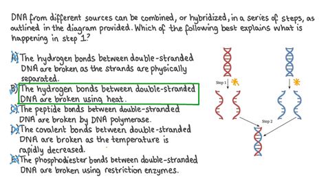 Question Video: Explaining the Process That Occurs in the First Step of ...