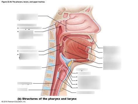 pharynx, larynx, and upper trachea Diagram | Quizlet