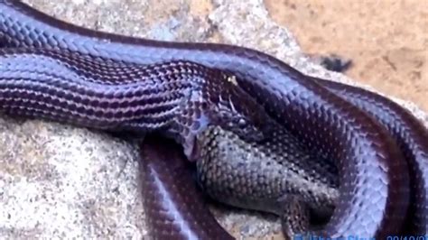 Snake eating lizard - Part 2 - YouTube