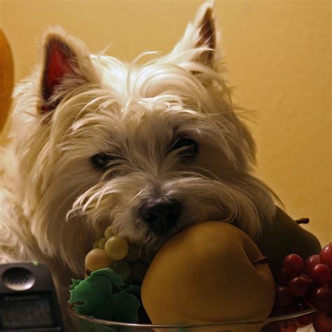 Wee Westie - Still Life | Yoshi got on the corner lamp table… | Flickr