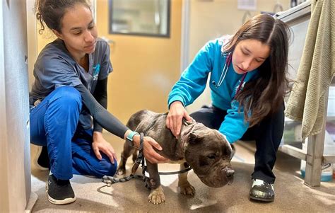 The Cortland SPCA: Where Love For Animals Abounds | Bone Voyage Dog Rescue