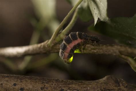 Types of Fireflies - Firefly.org