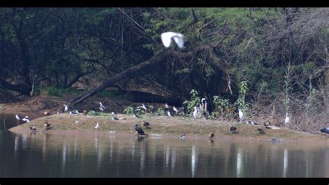 Six mini islands set up in Sukhna Lake to draw more migratory birds - Hindustan Times