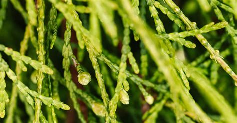 Close Up Photography of Pine Needles · Free Stock Photo