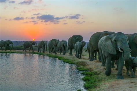 Safari at sunset: Live virtual visit with elephants in South Africa ...