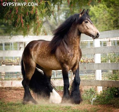 Gypsy Vanner Horses for Sale | Stallion | Sooty Buckskin | Duke