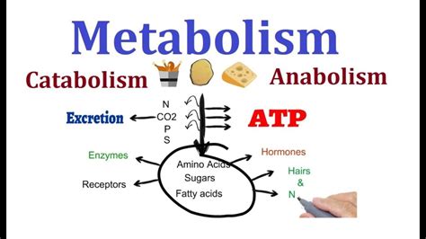 7 Remarkable Difference between Anabolism and Catabolism - Core Differences