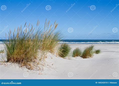 Dune formation on beach stock photo. Image of vegetation - 100242010