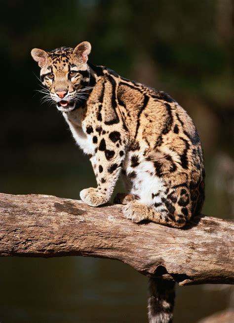 Clouded leopard | Endangered species, Southeast Asia, Nocturnal | Britannica