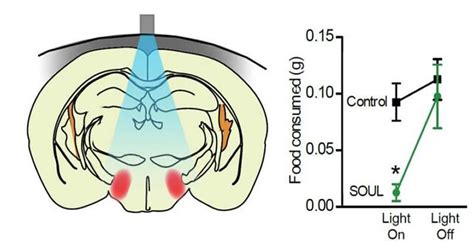 Implant-free optogenetics minimizes brain damage during neuronal stimulation - Neuroscience News