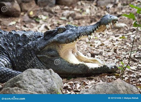 Siamese crocodile stock photo. Image of croc, jaws, hunter - 22151656