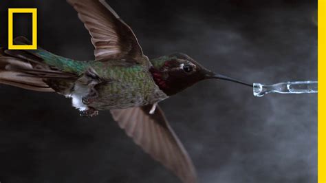 Up close and personal: Watch how hummingbirds fly, drink and shake in slow motion