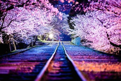 Spectacular Spring Photos of Cherry Blossoms in Japan