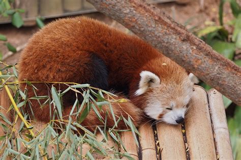 Red Panda @ Atlanta Zoo | Lars Juhl Jensen | Flickr