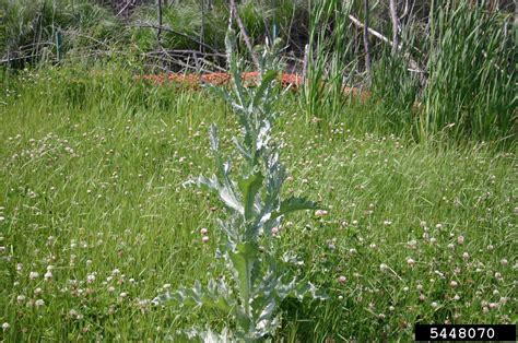 Scotch thistle (Onopordum acanthium)