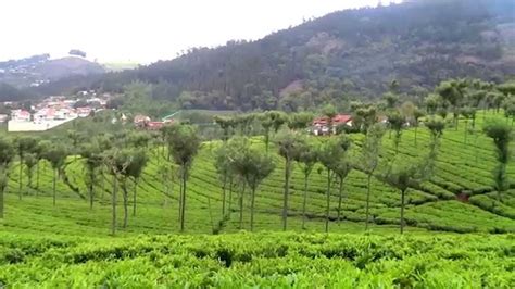 Beautiful Tea garden - Ooty (India) - YouTube