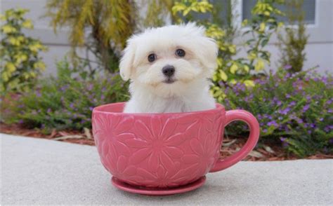 Lovely teacup maltese puppy for free adoption