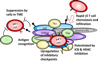 Melanoma patient‐derived organoids (MDPOs) allow complex modelling of... | Download Scientific ...