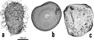 Definition of the Subject - Palynology - Fossil Hunters