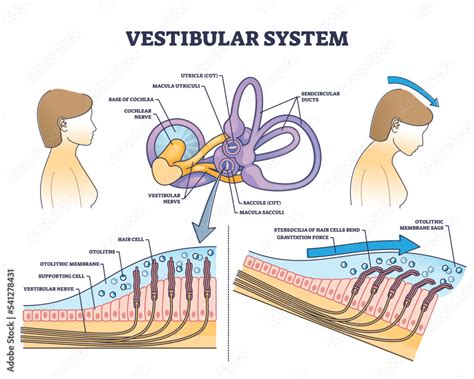 Vestibular system anatomy and inner ear medical structure outline ...