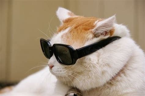 45 Cats Wearing Glasses | Cat wearing glasses, Cats, Cat glasses