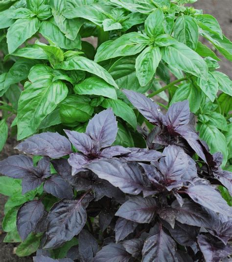 What Are The Varieties Of Basil: Types Of Basil For Cooking - Green ...