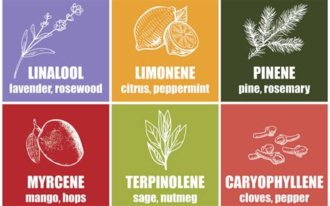 Terpenes 101: All About Terps! - The Flowershop Cannabis