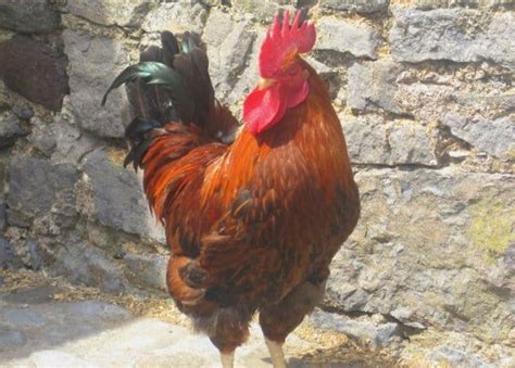 Lessons In Life From Wise Old Irish Hens | Irish American Mom