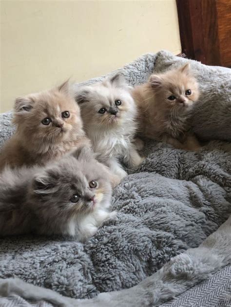 PennySaver | Teacup Persian Kittens in Orange, California, USA in 2021 ...