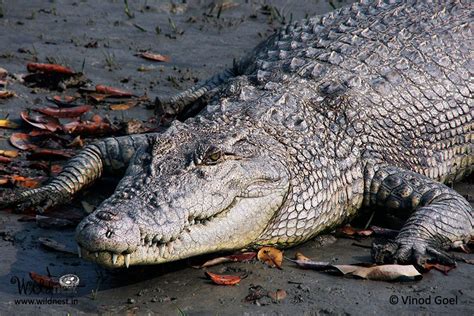 Tigers of Sundarbans | Estuarine crocodile, Mangrove forest, Nature