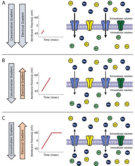 Images of Animations – Foundations of Neuroscience