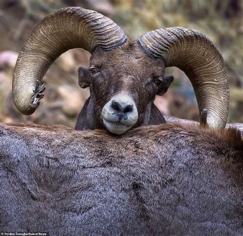 Battle of the Bighorn: Rams lock horns in a grueling six hour fight for the affections of a ...