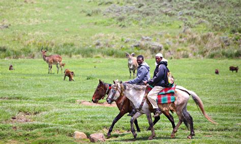 Getting There and Around - Bale Mountains Trekking