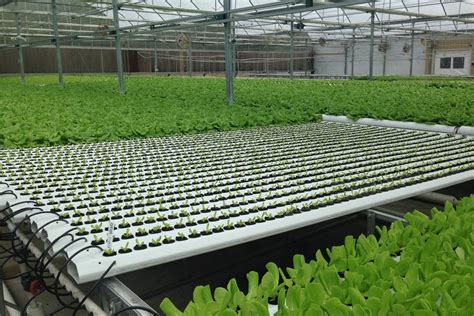 American Hydroponics NFT Systems - GROZINEGROZINE