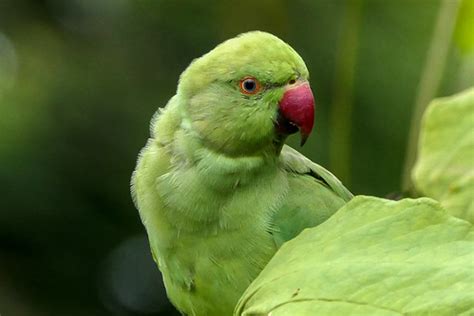 feeding the parakeets | Kensington Gardens London, England, … | Flickr