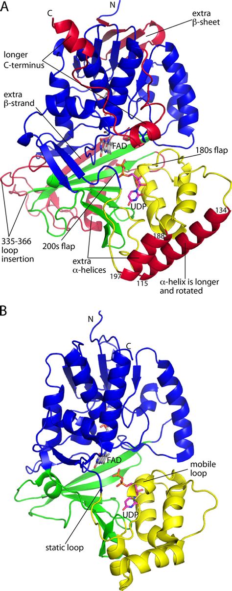 Overall fold of AfUGM. A, structure of the AfUGM protomer. Domains 1,... | Download High-Quality ...