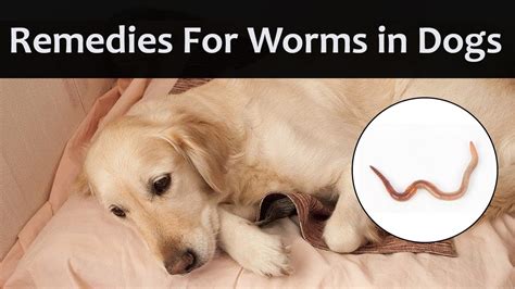 Home Remedies To Get Rid Of Worms In Your Dog At Home - YouTube