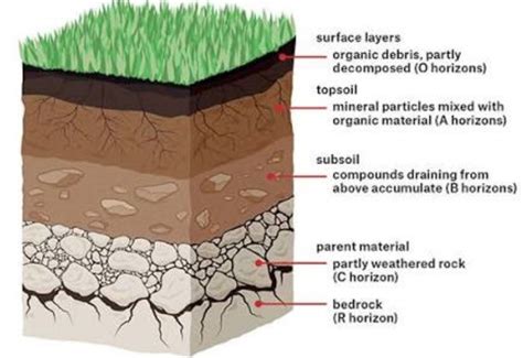 Soil Profile - Class 7, Science, Soil