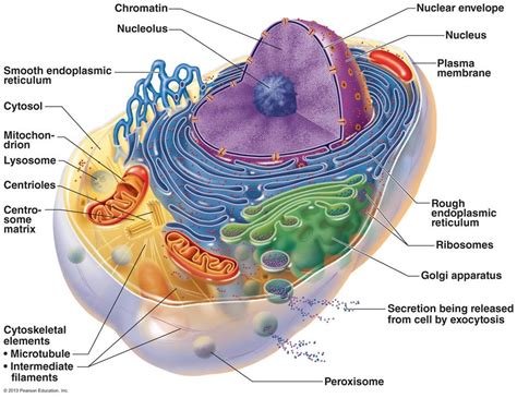 cell labeled | Animal cell, Cell model, Human cell