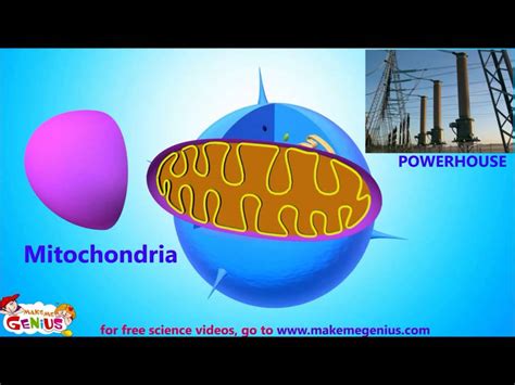 Animals Cells Structure & Functions Animation Video for Kids - YouTube