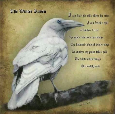 White Raven Animal Spirit Guides, Spirit Animal, Crow Art, Bird Art ...