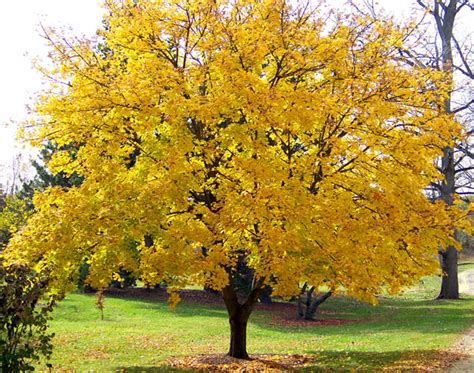 Yellow Maple Tree Free Stock Photo - Public Domain Pictures