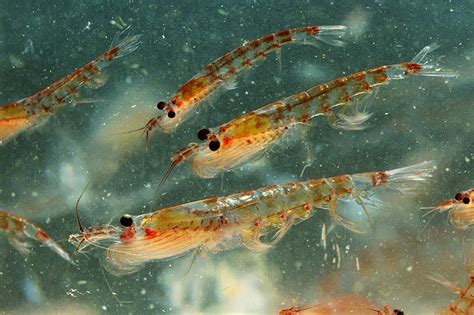 Krill Oil - What Should I Know About It?