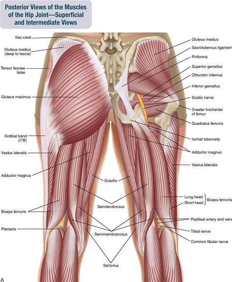 Képtalálat a következőre: „hip muscles” | Hip muscles anatomy, Muscle ...