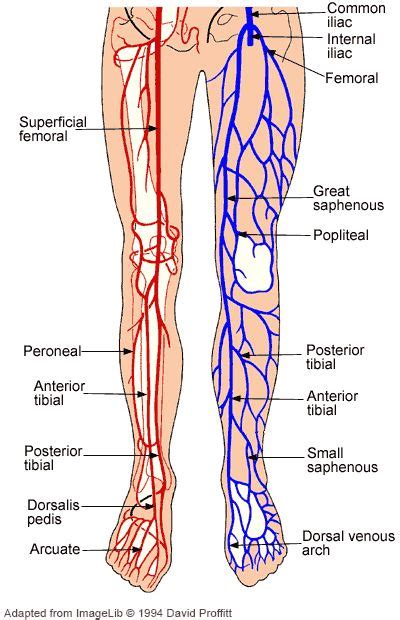 Arteries-and-Veins-of-the-leg.gif 400×620 pixels | Leg vein anatomy ...