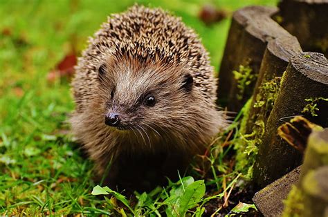 Royalty-Free photo: Brown hedgehog | PickPik